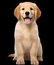 Dogs